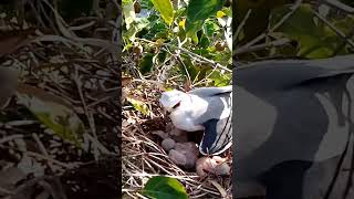 Blackwinged kite Birds with their young and nest [upl. by Elmira219]