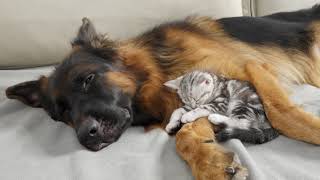 Kitten With Separation Anxiety Cant Sleep Without His Dog [upl. by Verras]