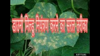 How to control downy mildew  fufundinasakbimari control karne ka saral tarika [upl. by Narton217]