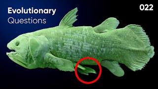 Did the Coelacanth stop evolving Evolution Questions 22 [upl. by Lednik]