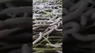 Our sericulture Crop trending smallyoutuber agriculture is future [upl. by Constant]