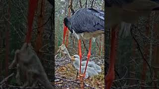 P217 Review birds nest life mom birds brings food to feed her babies in their nest birdslover [upl. by Willtrude769]