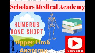 Humerus Humerus Shorts Humerus Anatomy Bone Upper Limb [upl. by Panthea]