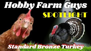 HFG Farm Animal Spotlight Standard Bronze Turkey [upl. by Warton]