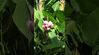 Pink Dwarf Banana Musa Velutina banana 🎀🍌🎀 [upl. by Nee]