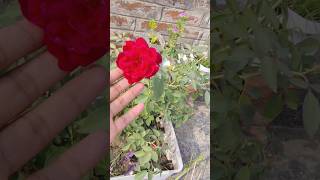 Rose plant caring tips for beginners monsoongarden gardenflowers reels garden [upl. by Feldstein916]