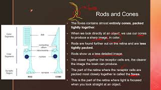 Coordination and Response Part II  igcse prasannalc biology [upl. by Rafferty97]