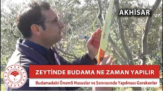 ▶️ Zeytinde Budama Ne Zaman ve Nasıl Yapılır Budamadan Sonra Yapılacak İşler [upl. by Luar]