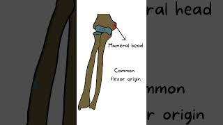 Pronator teres  Anatomy series  Med vids made simple [upl. by Eneladgam]