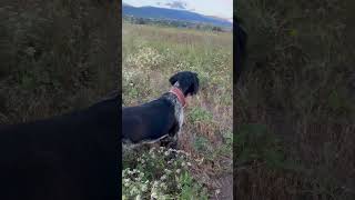 drahthaar quail dog training დრათჰაარი მწყერი [upl. by Aillemac915]