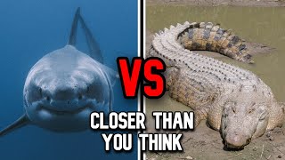 Great White Shark vs Saltwater Crocodile  Who Wins [upl. by Adnolahs]