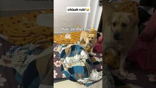 Chlaak rubi😍  labra rubi  youtubeshorts shorts labrador dog funny cute memes viralvideo [upl. by Aitra]