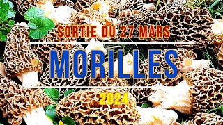 Morille 2024 sortie du 27 mars [upl. by Atinaw829]