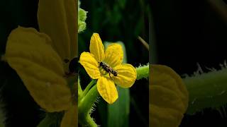 Happy Bee is pollinating flowers😍 nature [upl. by Zerdna]