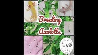 Breeding Axolotls [upl. by Dennie909]