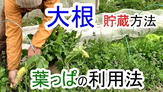 大根の長期貯蔵方法 と 大根の葉っぱ の利用法 20241129 [upl. by Nerdna]