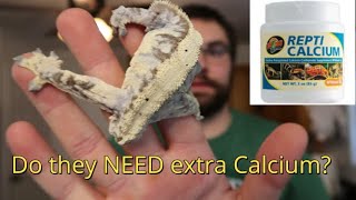 Do crested geckos NEED extra calcium [upl. by Neelyahs]