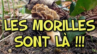 Où trouver des morilles  La 1ère morille  Où et comment  Saison des morilles [upl. by Germayne607]