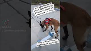 Dog nose work dog dogtrainer dogtraining malinois workingdog puppy nose firsttime dogvideos [upl. by Marj]