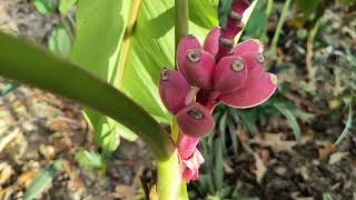 Musa Velutina Banana Update [upl. by Etnuhs]