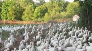 Embden Geese herding [upl. by Emmi]