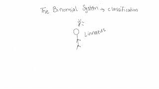 The Binomial System 🦁 [upl. by Yssep]