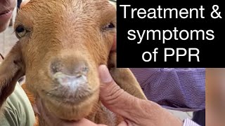 PPR in goat l Diarrhoea in goat l sneezing of goat l Dr Umar Khan [upl. by Crosse]