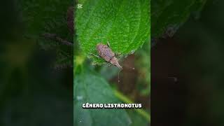 Gorgojos Y PicudosFamilia CurculionidaeTribu Listroderinigénero ListronotusCaldas AntioquiaColombia [upl. by Nyladgam]