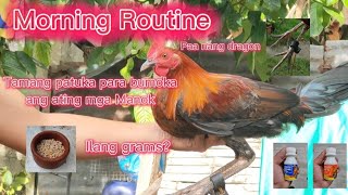 4 months old stag Manok panabong  Morning routine with Vitamins [upl. by Tasiana589]