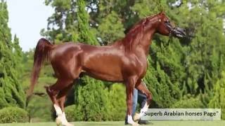 Most beautiful Arabian Stallion [upl. by Theis]