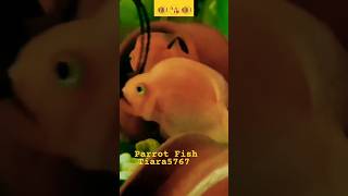 Parrot fish 🐠🥰 fish petfishshorts aquarium petsvloging aquariumpets fishshop tiara5767 [upl. by Ettenel605]