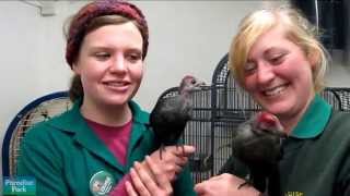 Cute Red Crested Touraco Chicks at Paradise Park Cornwall [upl. by Carnes]