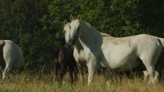 Lipica  The Cradle of the Lipizzaner [upl. by Assiluy410]