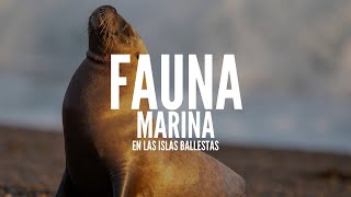 🌊 FAUNA MARINA EN LAS ISLAS BALLESTAS [upl. by Intisar]