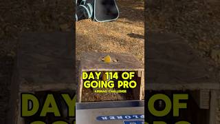 Day 114 Of Going Pro Airmail Challenge cornhole [upl. by Clementius]