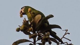 Redshouldered Macaw [upl. by Ro]