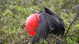 Frigate bird mating call [upl. by Klump950]