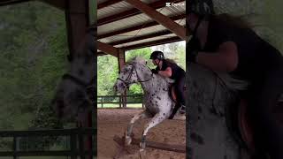 Belly horse hobbyhorseedit horseenthusiast capcut equestrian [upl. by Huber312]