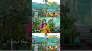 Terrace Greenhouse Magic Beat Chennai Heat NATURALLY greenhouse terracegarden gardening chennai [upl. by Newel354]