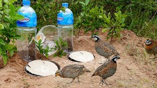 Super Creative Deep Hole Bird Trap Using Big Bottle 5L  How to make easy bird trap work 100 [upl. by Lucina978]