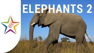 ELEPHANT SOUNDS and NOISE for kids and babies  Part 2 [upl. by Heringer156]