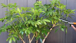 Pruning a clumpstyle variegated dwarf Schefflera Bonsai [upl. by Aneloj865]