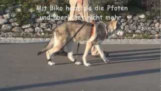 Saarlooswolfhond mit Biko Expander wegen Degenerativer Myelopathie [upl. by Cilurzo473]