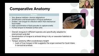 Comparative Anatomy and Physiology of the Vertebrate Tongue UGA ADSC 3410 [upl. by Beverie661]