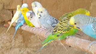 Budgerigars parrots k aawaz birds budgis budgiegar talkingbird birdslover parrots Budgies [upl. by Onavlis328]