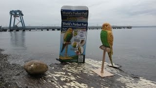 Perfect Polly Worlds Perfect Pet Parakeet Review [upl. by Nichol]