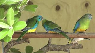 Turquoisine Parrots feeding each other  The Pheasantasiam [upl. by Ahto]