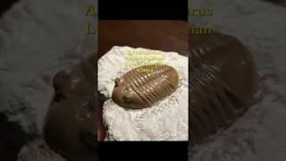 Fossil preparation  Russian Asaphus Lepidurus Trilobite [upl. by Bakerman947]