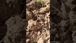 Seed germination reactionvideo farming reactionvlogger nature rectionvlog agriculture [upl. by Pfosi]