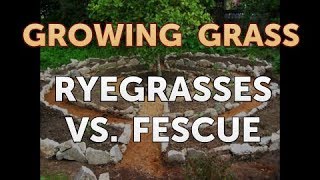 Ryegrasses Vs Fescue [upl. by Hagile]